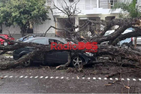 Cayó un árbol y destrozó un auto en pleno centro de Corrientes