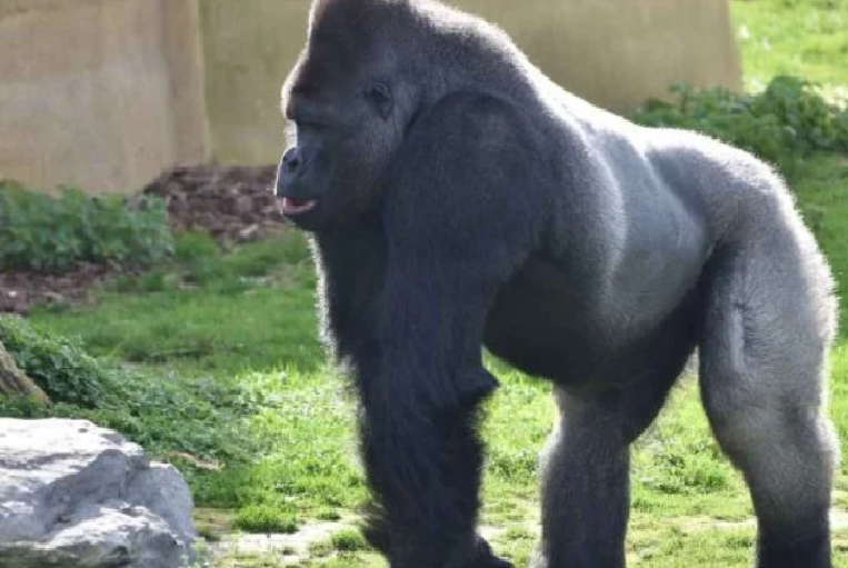 Dia Mundial del Gorila: corazones valientes de la selva