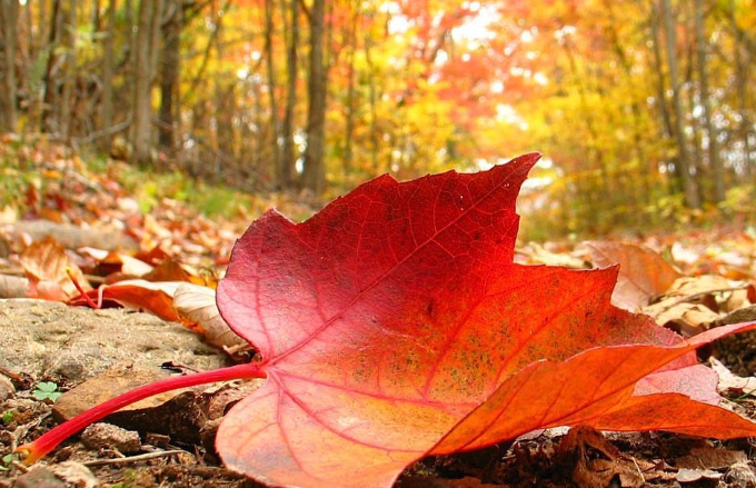 Arrancó el otoño: a qué hora fue el equinoccio en Argentina