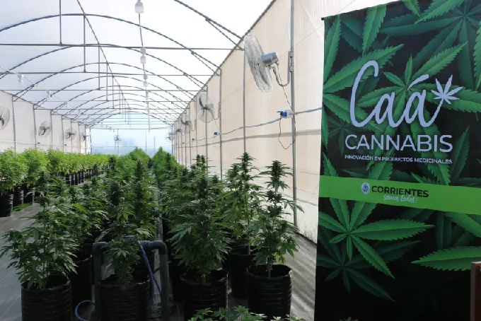 A LA ESPERA DE AVALES OFICIALES: Corrientes prepara partida de flores de cannabis para exportar a Suiza