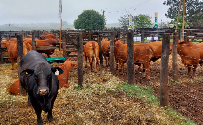 Corrientes, protagonista del sector forestal y ganadero en la 30º Exposición Rural de Virasoro