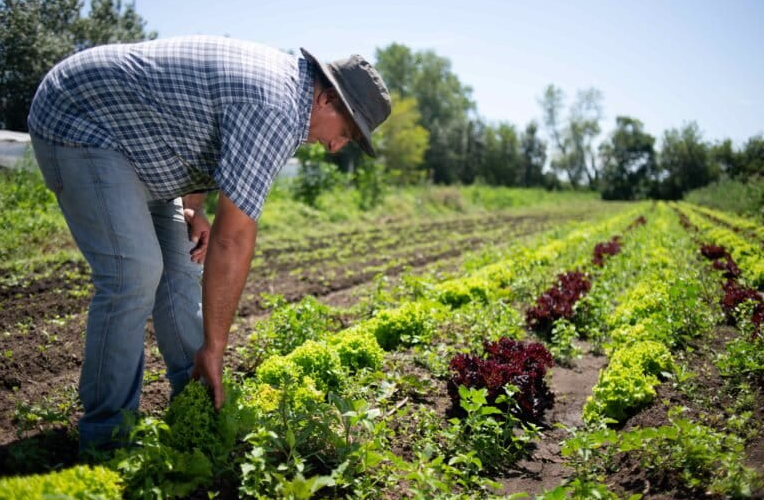 ARGENTINA CELEBRA EL DÍA DEL AGRICULTOR Y DEL PRODUCTOR AGROPECUARIO: ¿POR QUÉ ES EL 8 DE SEPTIEMBRE?