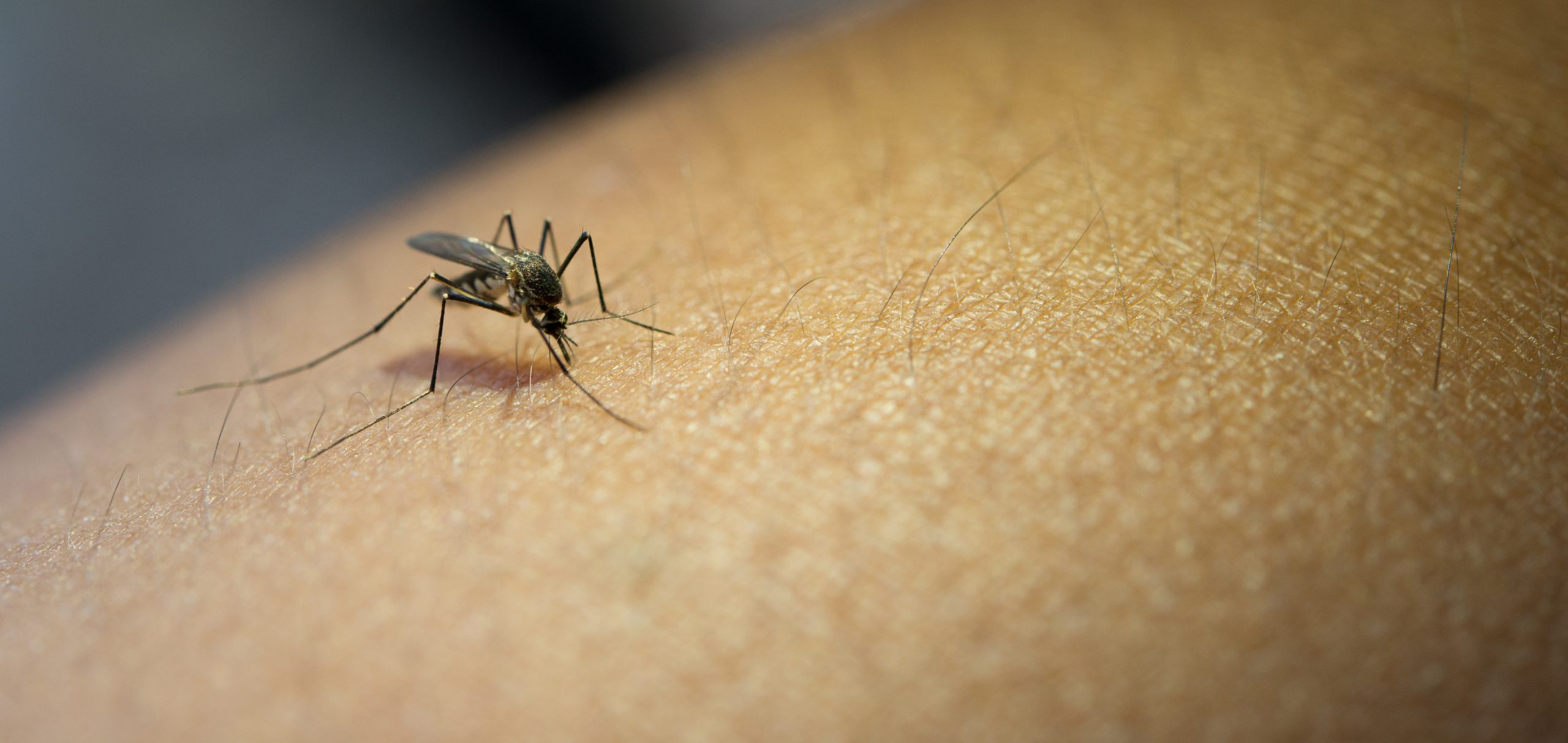 Salud insiste en intensificar tareas de prevención por Dengue ante el movimiento turístico