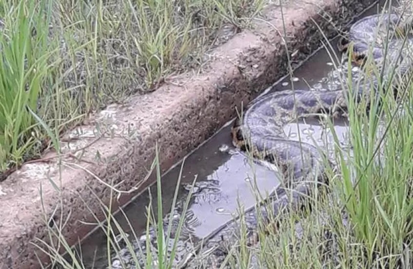 Equipo del Serpentario Municipal rescató una falsa yarará y una boa curiyú en Goya