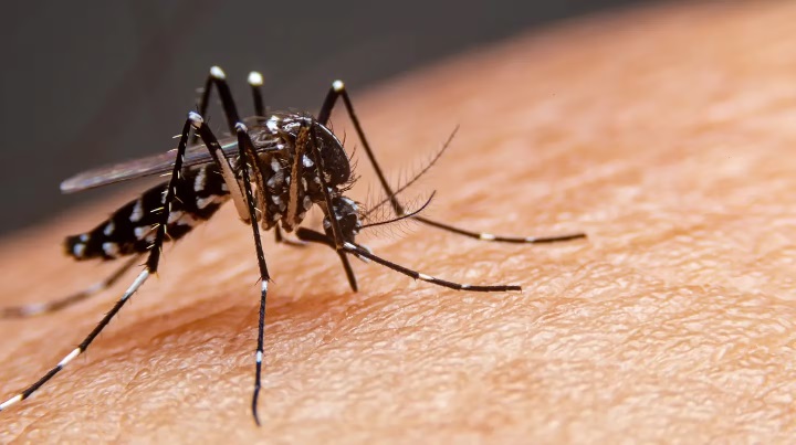 dengue