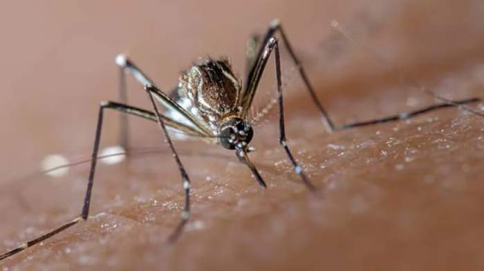 Alerta: se incrementan casos de dengue en seis provincias