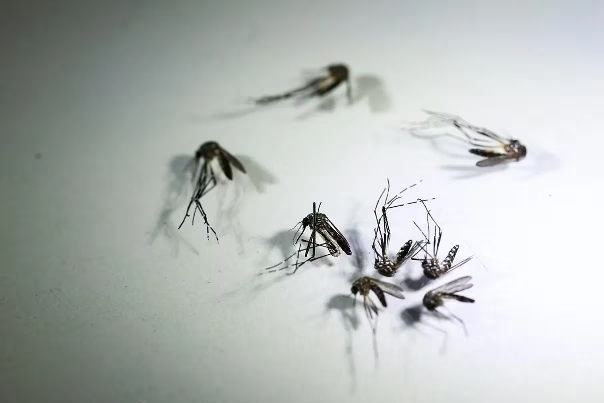 Récord de contagios por dengue: se sumaron 52.466 casos y 32 muertes en una semana