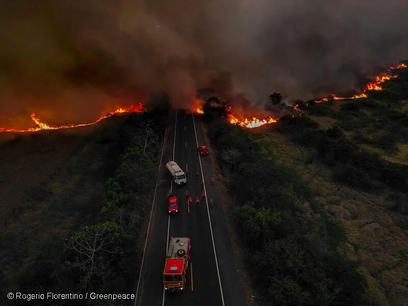 Urgente: Greenpeace sobre los incendios en el Amazonas