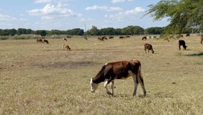 emergencia agropecuaria en corrientes