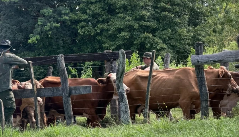 GOYA: SECUESTRAN 82 VACUNOS POR IRREGULARIDADES EN LA GUÍA DE TRASLADO