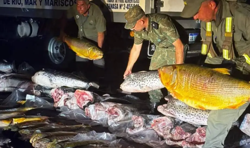 ITUZAINGÓ: SE ATRINCHERARON EN UN CAMIÓN CON MÁS DE 700 KILOS DE PESCADO PROTEGIDO