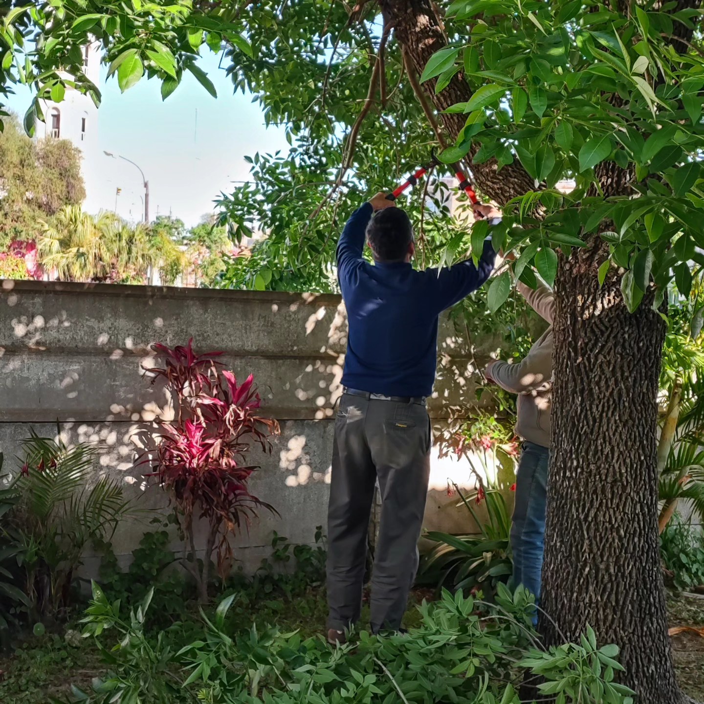 EL 1° DE SEPTIEMBRE TERMINÓ ÉPOCA DE PODA DE ÁRBOLES