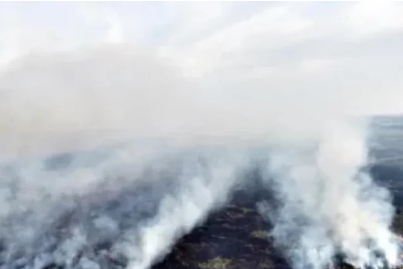 El incendio en el estero Santa Lucía alcanzó una extensión de 20 hectáreas