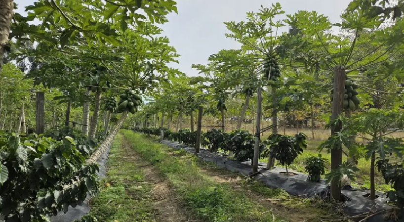 Café correntino: avanza un ensayo histórico en Empedrado y proyectan la primera cosecha para 2027