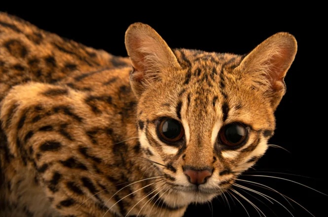 Encontraron a una especie de gato salvaje que se creía extinta en Corrientes