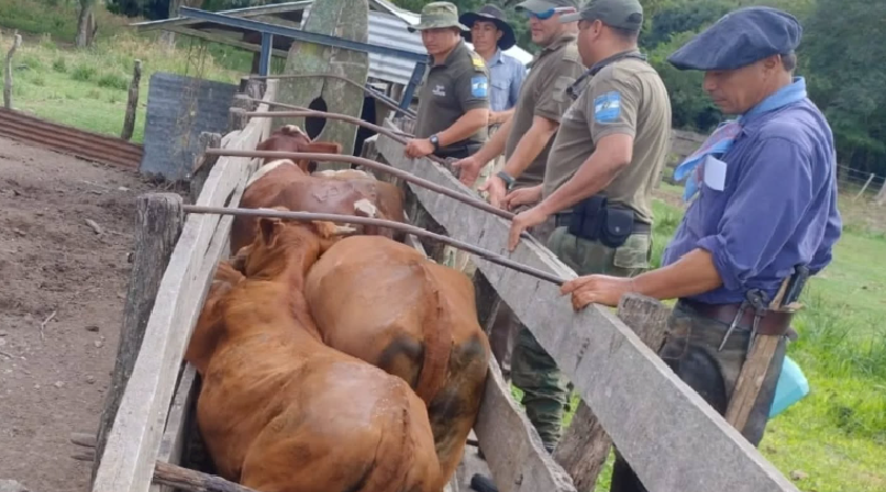 GOYA: LE ROBÓ VACAS A SU PROPIO PADRE Y LAS ESCONDIÓ EN UNA ISLA
