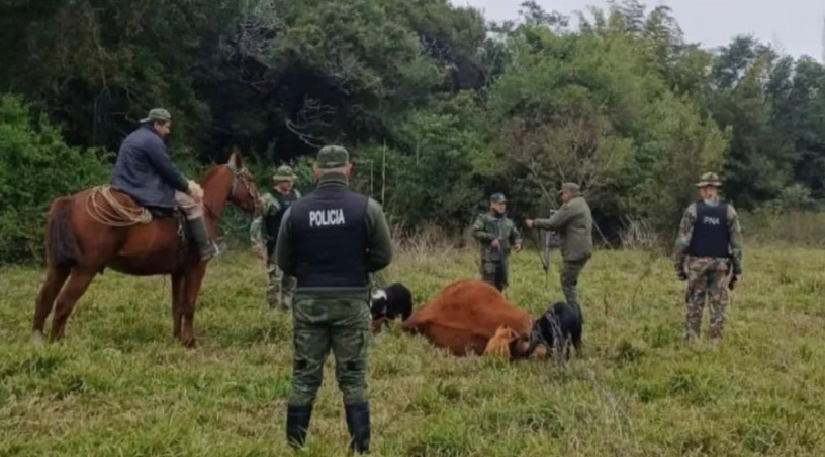 Santo Tomé: encuentran animales muertos a balazos