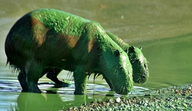 Carpinchos verdes en el río Uruguay: el extraño fenómeno que alarma a Entre Ríos