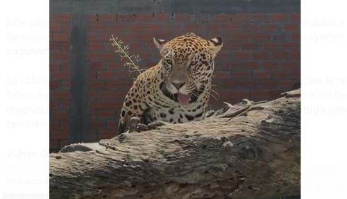  CARATAI, UN NUEVO YAGUARETÉ MACHO LLEGA A IBERÁ