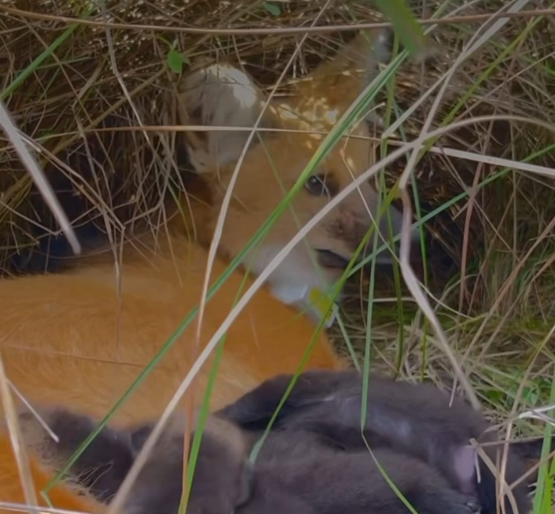 NACIERON CINCO CACHORROS DE AGUARÁ GUAZÚ EN EL IBERÁ