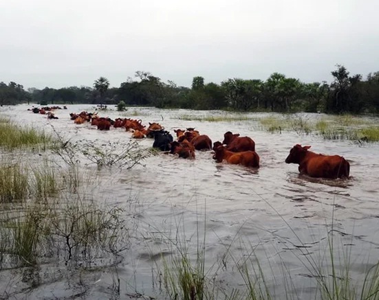 El campo correntino advirtió grandes pérdidas por la crecida del río