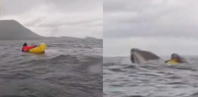 Habló el hombre que fue tragado y expulsado por una ballena jorobada: "Pensé que me había comido"