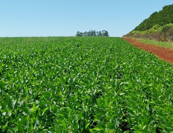El primer lote de soja de la Argentina es producido en Corrientes