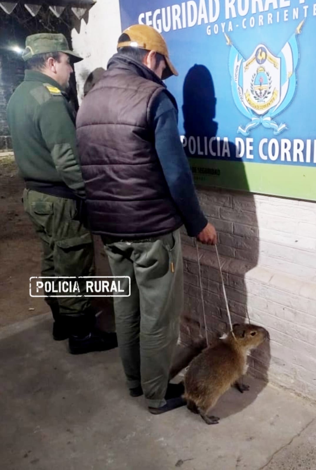 Goya: detienen a un hombre que quiso vender un carpincho bebé en redes sociales
