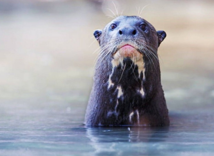 nutria gigante ibera