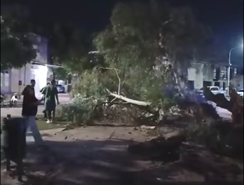 Cayó un árbol gigante en Plaza San Martín de Goya