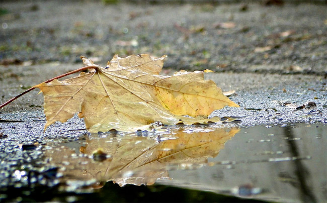 otoño lluvia