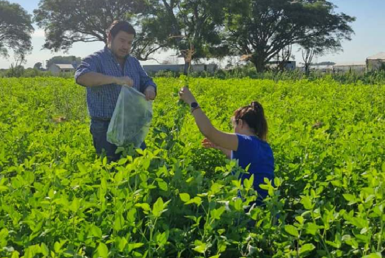 IPT – INTA REALIZAN ENSAYO DE PASTURA EN EL ÁREA TABACALERA