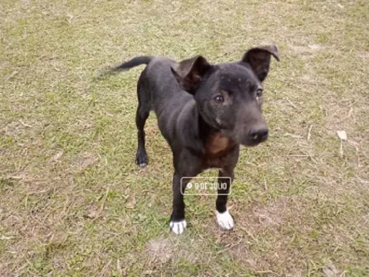 DESAPARICIÓN DE LOAN: EL PERRO TESTIGO Y LA INTRIGA EN 9 DE JULIO