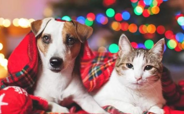 Pirotecnia: cómo cuidar a tu perro o gato durante las fiestas