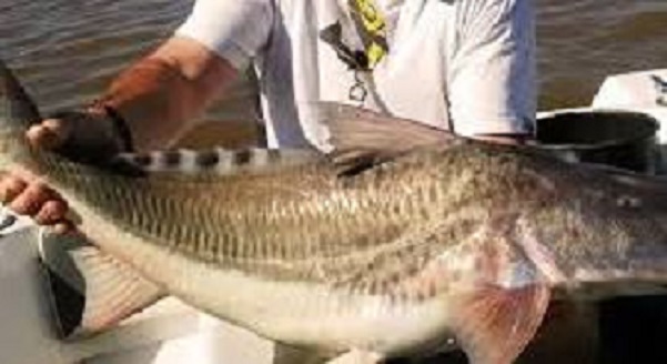 15 MILLONES DE PESOS EN PREMIOS: LA APUESTA DE BARRIENTOS POR LA PESCA VARIADA