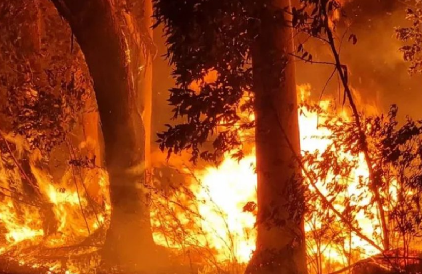 CINCO HORAS DE INCENDIO FORESTAL ARRASÓ EL SUR CORRENTINO