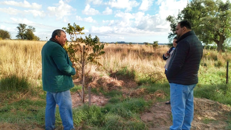 PLAN PECAN: EL JUEVES SE ENTREGARÁN PLANTINES A PRODUCTORES