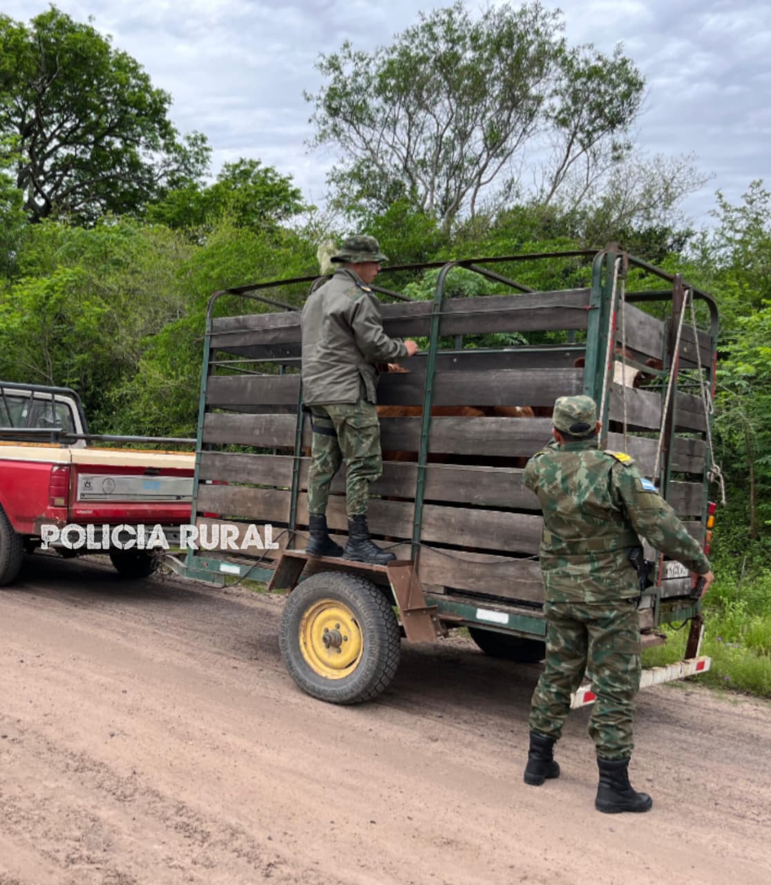 TRANSPORTABA GANADOS SIN DOCUMENTACIONES Y FUE MULTADO POR LA POLICÍA