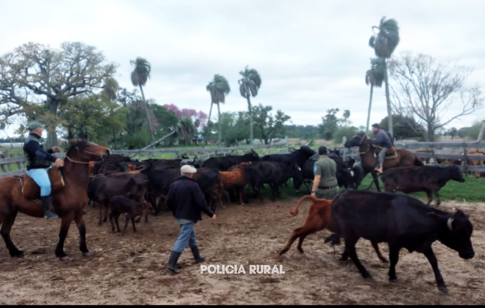 GOYA: LA POLICÍA RURAL FRUSTRA EL ROBO DE 30 TERNEROS