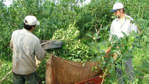 productores correntinos