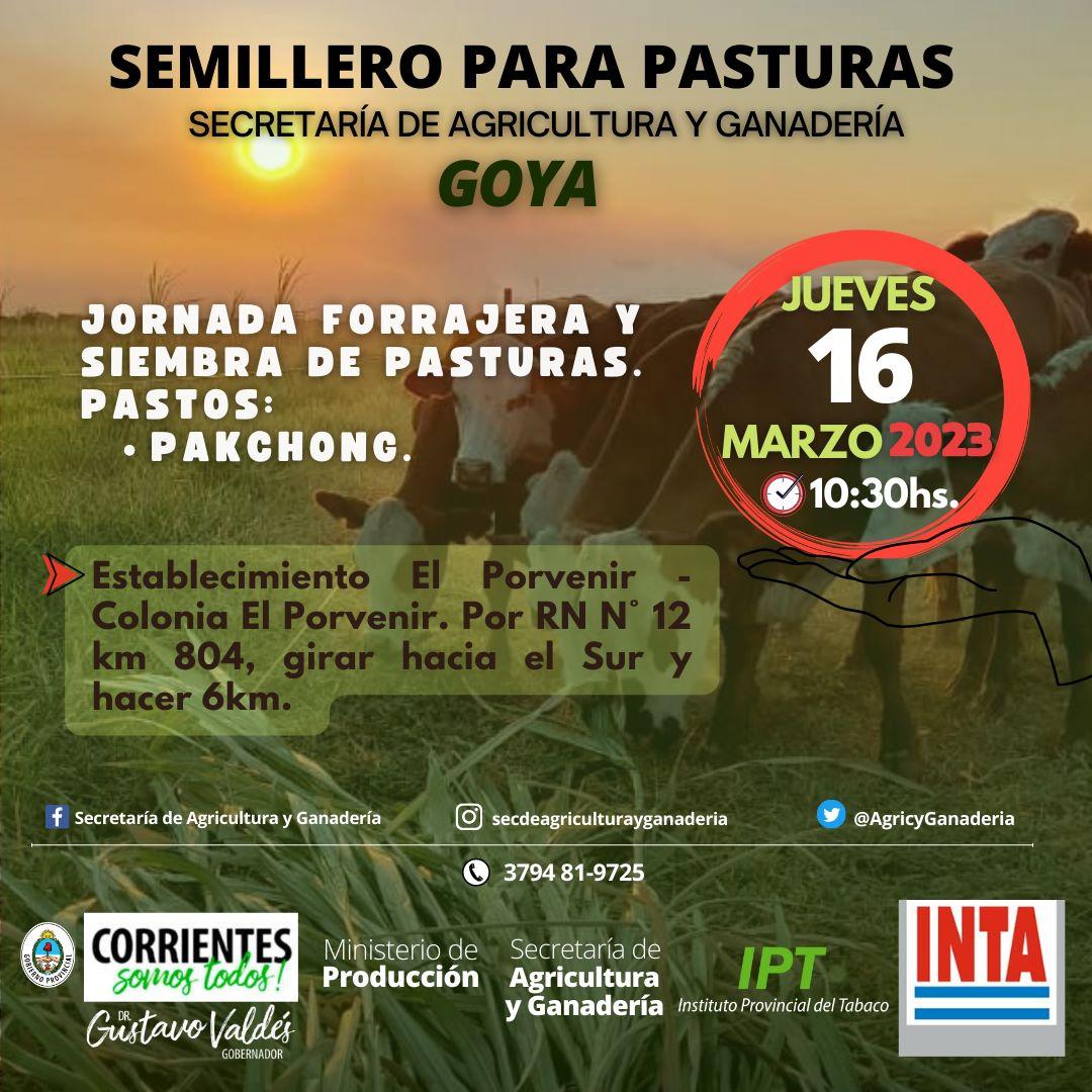 semilleros