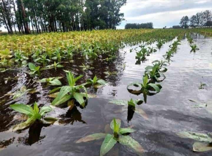 LLUVIAS COMPLICAN LAS PLANTACIONES DE TABACO