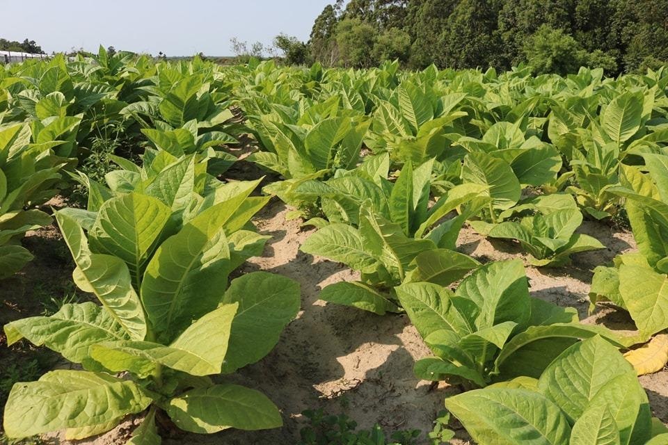 PRODUCTORES DE TABACO RECIBIERON PAGO POR SOBREPRECIO
