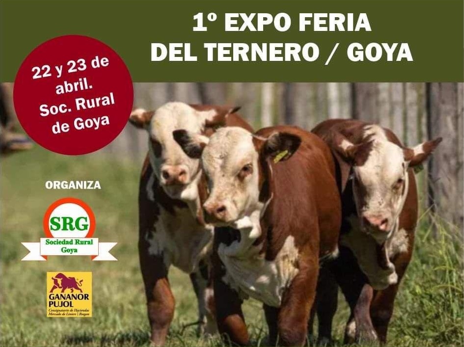 ternero2