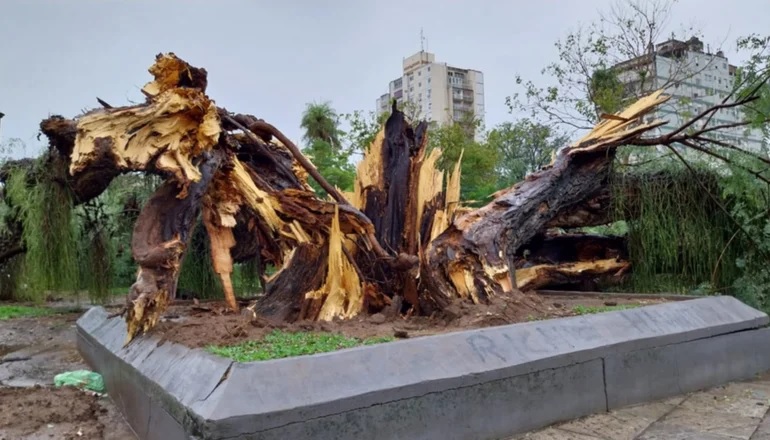 Temporal en Corrientes: árboles caídos y calles inundadas
