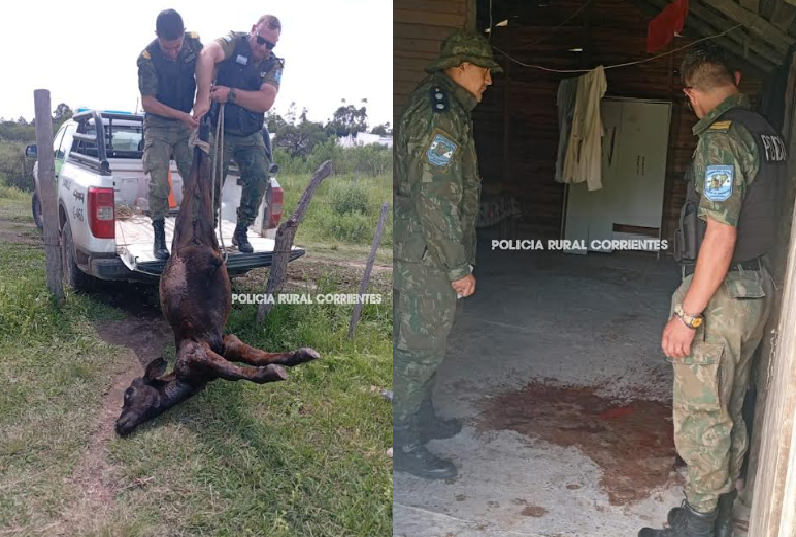 RÁPIDA ACCIÓN DEL PRIAR: DESBARATAN FAENA DE TERNERO ROBADO EN UNA CASA DE LAVALLE