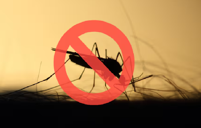 Verano libre de mosquitos: el nuevo método en tendencia para evitar insectos dentro del hogar