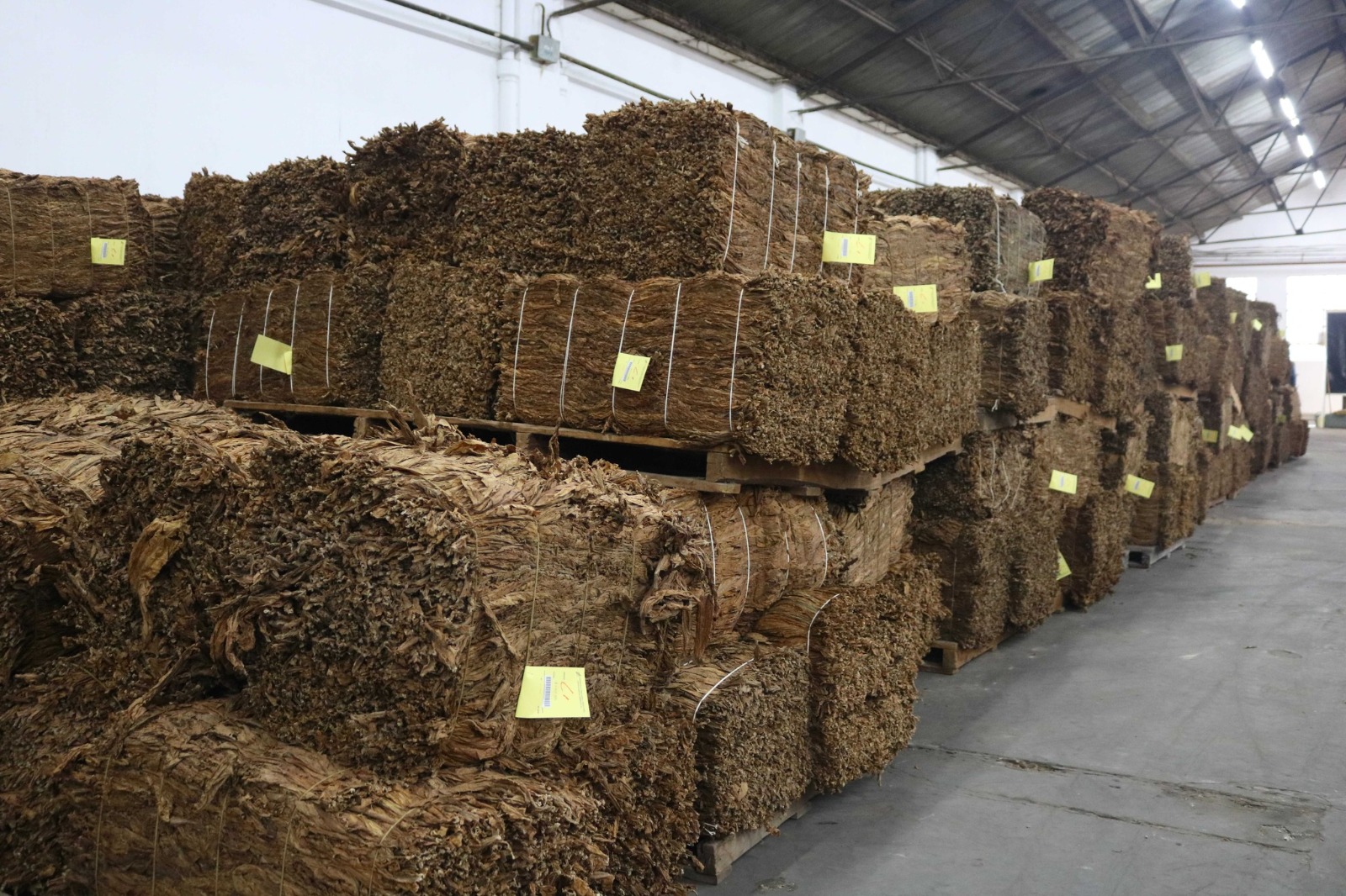 CAMPAÑA 2023/24: YA SE LLEVAN ACOPIADOS MAS DE 312 TONELADAS DE TABACO EN GOYA