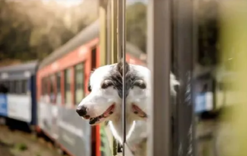 Se podrá viajar con mascotas en trenes y micros de larga distancia: los requisitos a cumplir