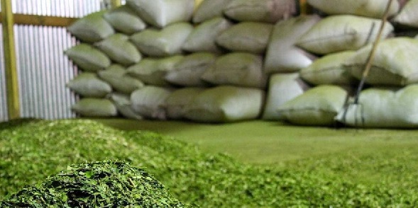 yerba